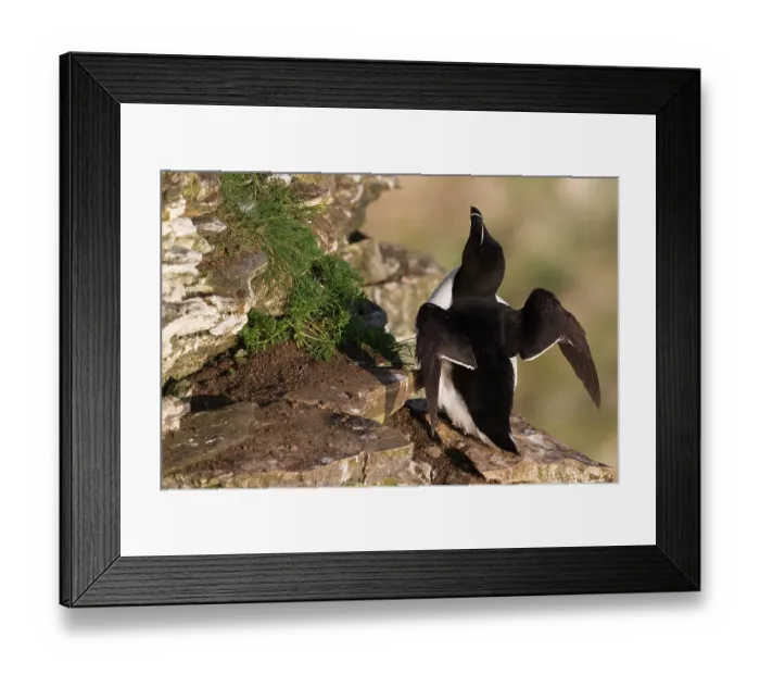 Framed Print : Razorbill (Alca torda) summer plumage, perched on rock ledge, Bempton Cliffs, Yorkshire, England, UK. June Framed Print : Razorbill (Alca torda) summer plumage, perched on rock ledge, Bempton Cliffs, Yorkshire, England, UK. June