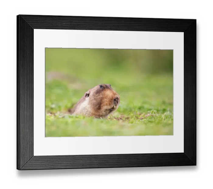 Framed Print : Big-headed African mole-rat (Tachyoryctes macrocephalus) emerging from its burrow, Bale Mountains National Park, Ethiopia Framed Print : Big-headed African mole-rat (Tachyoryctes macrocephalus) emerging from its burrow, Bale Mountains National Park, Ethiopia