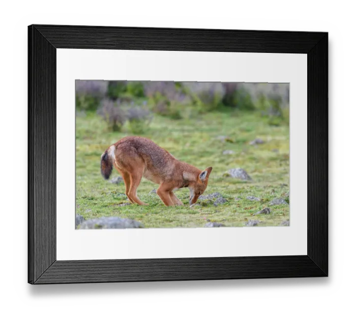 Framed Print : Ethiopian wolf (Canis simensis) hunting for rodents, Bale Mountains National Park, Ethiopia. Endangered Framed Print : Ethiopian wolf (Canis simensis) hunting for rodents, Bale Mountains National Park, Ethiopia. Endangered