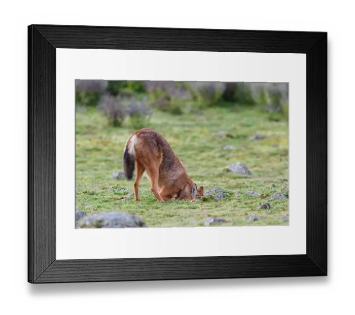Framed Print : Ethiopian wolf (Canis simensis) hunting for rodents, Bale Mountains National Park, Ethiopia. Endangered Framed Print : Ethiopian wolf (Canis simensis) hunting for rodents, Bale Mountains National Park, Ethiopia. Endangered