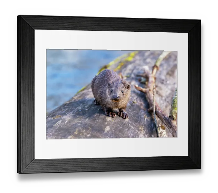 Framed Print : European otter (Lutra lutra) cub waiting on log for its mothers return, Little Ouse River, Norfolk, England, UK. February Framed Print : European otter (Lutra lutra) cub waiting on log for its mothers return, Little Ouse River, Norfolk, England, UK. February