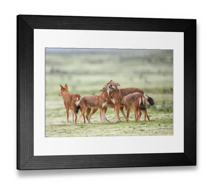 Framed Print : Ethiopian wolf (Canis simensis) pack members greeting each other in the morning, Bale Mountains National Park, Ethiopia. Endangered Framed Print : Ethiopian wolf (Canis simensis) pack members greeting each other in the morning, Bale Mountains National Park, Ethiopia. Endangered