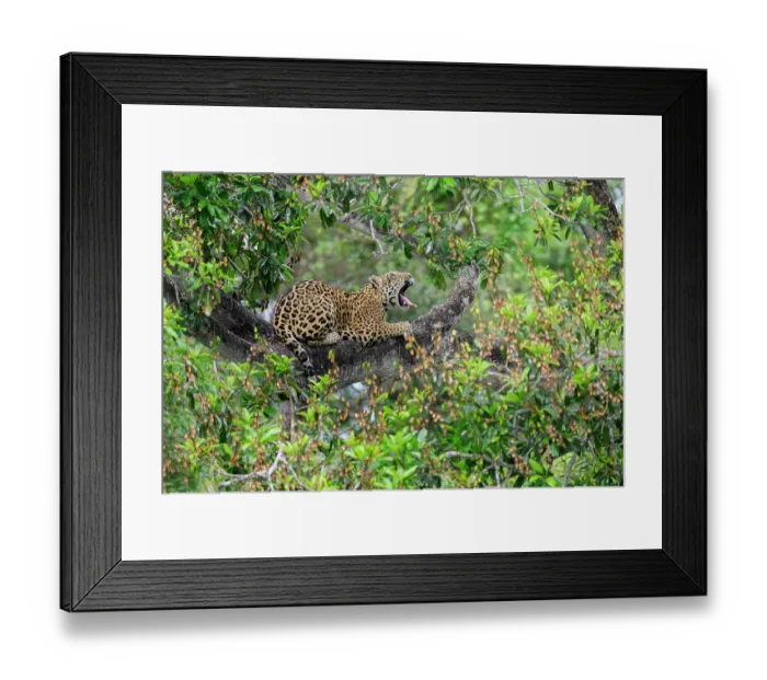 Framed Print : Jaguar (Panthera onca) resting on tree branch yawning, Three Brothers River system, Porto Jofre, Pantanal, Brazil Framed Print : Jaguar (Panthera onca) resting on tree branch yawning, Three Brothers River system, Porto Jofre, Pantanal, Brazil