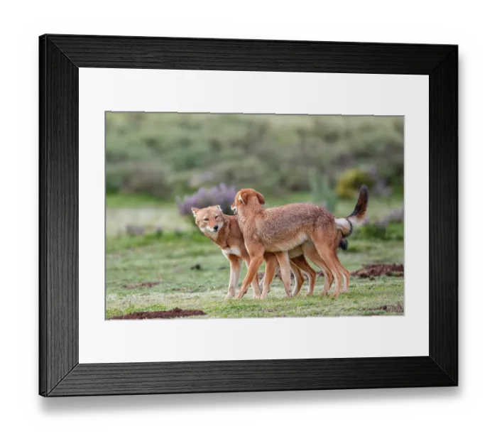 Framed Print : Ethiopian wolf (Canis simensis) pack members greeting each other in the morning, Bale Mountains National Park, Ethiopia. Endangered Framed Print : Ethiopian wolf (Canis simensis) pack members greeting each other in the morning, Bale Mountains National Park, Ethiopia. Endangered