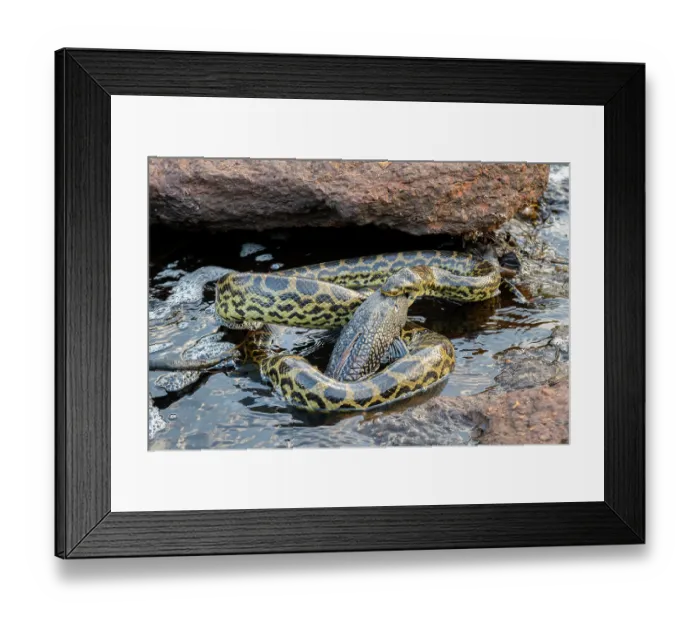 Framed Print : Yellow anaconda (Eunectes notaeus) with fish prey in mouth at river edge, Refugio Ecologico Caiman, Mato Grosso do Sul, Pantanal, Brazil Framed Print : Yellow anaconda (Eunectes notaeus) with fish prey in mouth at river edge, Refugio Ecologico Caiman, Mato Grosso do Sul, Pantanal, Brazil
