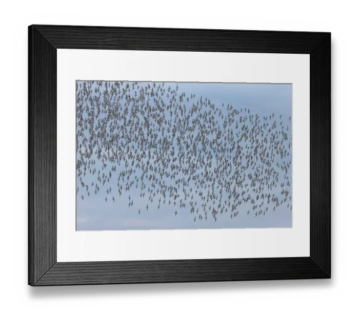 Framed Print : Knot (Calidris canutus) flock in flight, Norfolk, England, UK. July Framed Print : Knot (Calidris canutus) flock in flight, Norfolk, England, UK. July