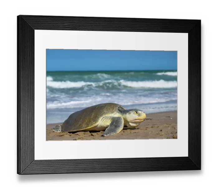 Framed Print : Kemp's ridley turtle (Lepidochelys kempii) female coming ashore to nest, Rancho Nuevo Sea Turtle Sanctuary, Tamaulipas, Mexico. Critically endangered Framed Print : Kemp's ridley turtle (Lepidochelys kempii) female coming ashore to nest, Rancho Nuevo Sea Turtle Sanctuary, Tamaulipas, Mexico. Critically endangered