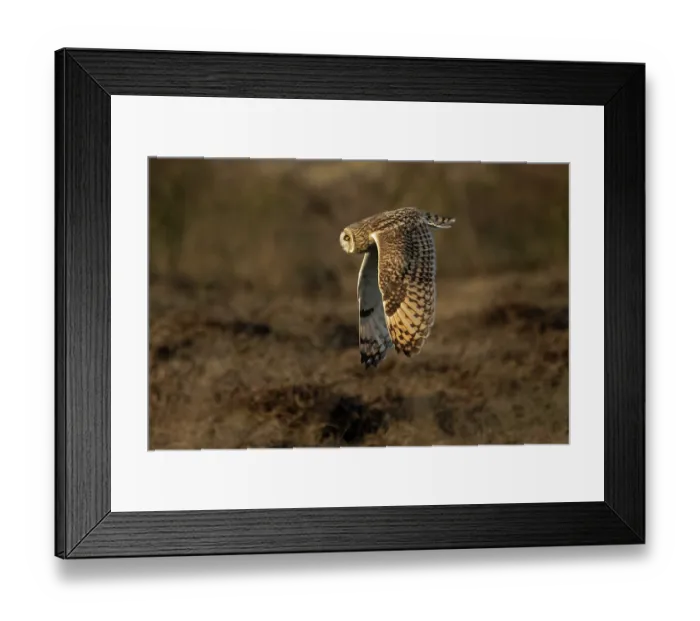 Framed Print : Short-eared owl (Asio flammeus) in flight, Winterton Norfolk, UK. January Framed Print : Short-eared owl (Asio flammeus) in flight, Winterton Norfolk, UK. January