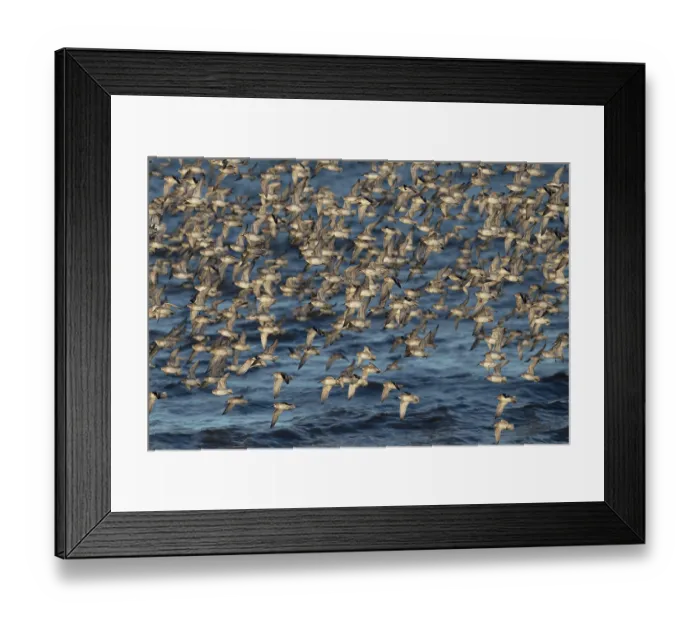 Framed Print : Knot (Calidris canutus) flock in flight over water, Norfolk, England, UK. February