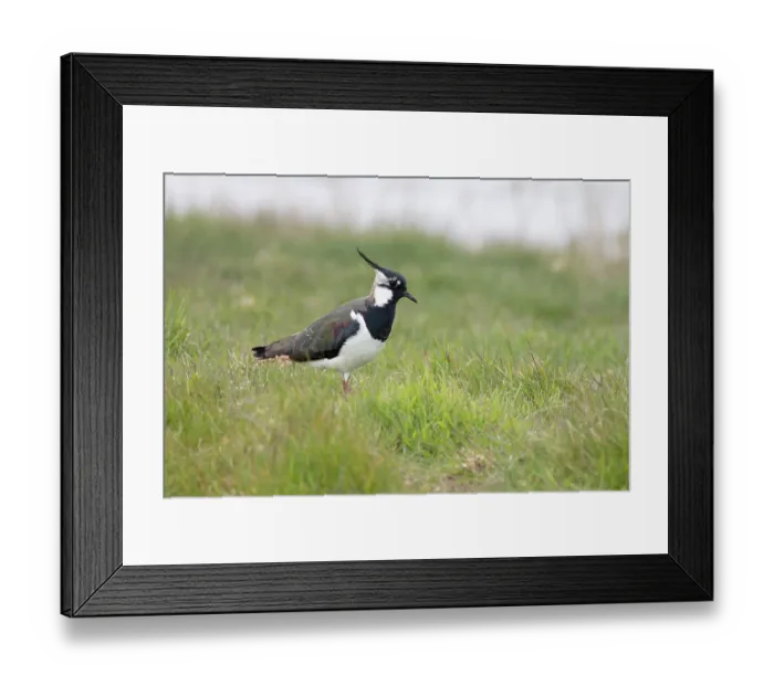 Framed Print : Lapwing (Vanellus vanellus) standing on grass, Cley, Norfolk, England, UK. April