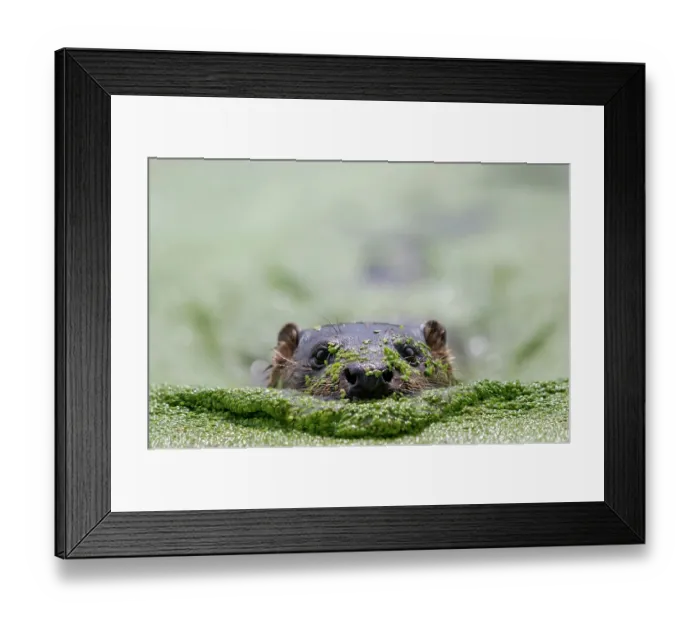 Framed Print : European otter (Lutra lutra) swimming through a pond covered in Duckweed, West Country Wildlife Centre, Broadwoodwidger, Devon, England, UK. July. Captive Framed Print : European otter (Lutra lutra) swimming through a pond covered in Duckweed, West Country Wildlife Centre, Broadwoodwidger, Devon, England, UK. July. Captive
