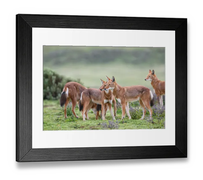 Framed Print : Ethiopian wolves (Canis simensis) patrolling their territory boundary, Bale Mountains National Park, Ethiopia. Endangered Framed Print : Ethiopian wolves (Canis simensis) patrolling their territory boundary, Bale Mountains National Park, Ethiopia. Endangered
