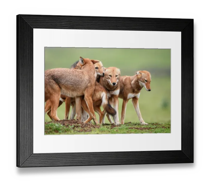 Framed Print : Ethiopian wolf (Canis simensis) pack members greeting each other in the morning, Bale Mountains National Park, Ethiopia, Endangered Framed Print : Ethiopian wolf (Canis simensis) pack members greeting each other in the morning, Bale Mountains National Park, Ethiopia, Endangered