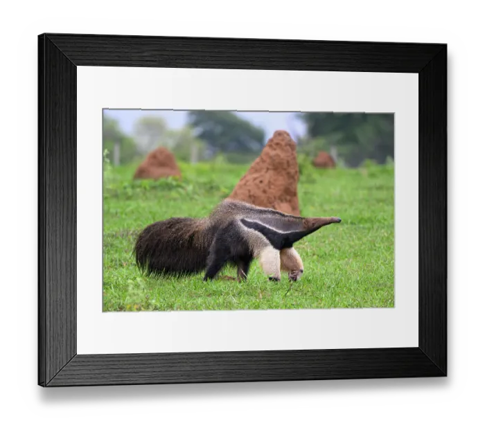 Framed Print : Giant ant eater (Myrmecophaga tridactyla) walking past a termite mound, Refugio Ecologico Caiman, Mato Grosso do Sul, Pantanal, Brazil Framed Print : Giant ant eater (Myrmecophaga tridactyla) walking past a termite mound, Refugio Ecologico Caiman, Mato Grosso do Sul, Pantanal, Brazil