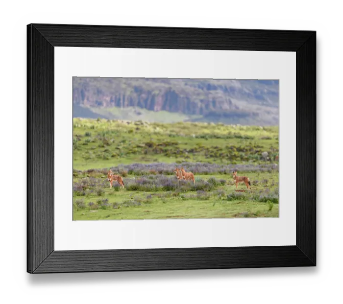 Framed Print : Ethiopian wolf (Canis simensis) pack members patrolling their territory borders, Bale Mountains National Park, Ethiopia. Endangered Framed Print : Ethiopian wolf (Canis simensis) pack members patrolling their territory borders, Bale Mountains National Park, Ethiopia. Endangered