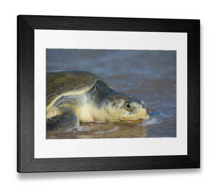 Framed Print : Kemp's ridley turtle (Lepidochelys kempii) female coming ashore to nest, Rancho Nuevo Sea Turtle Sanctuary, Tamaulipas, Mexico. Critically endangered Framed Print : Kemp's ridley turtle (Lepidochelys kempii) female coming ashore to nest, Rancho Nuevo Sea Turtle Sanctuary, Tamaulipas, Mexico. Critically endangered