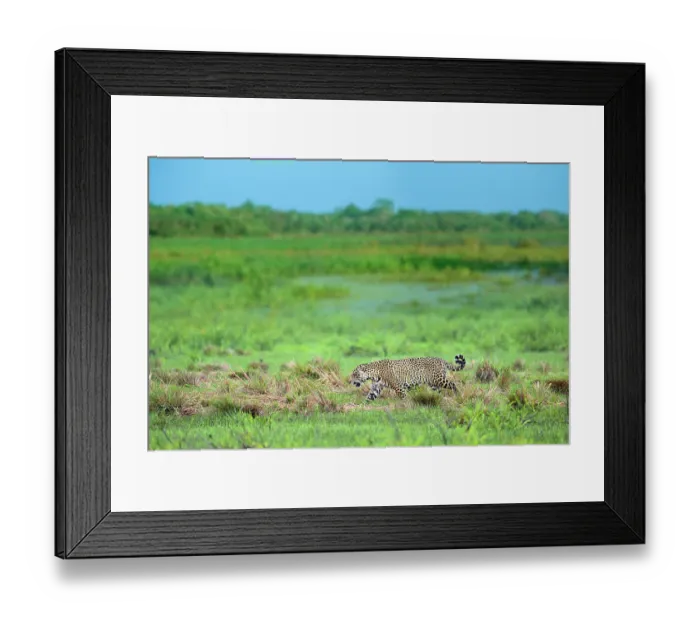 Framed Print : Jaguar (Panthera onca) male, patrolling along edge of swampland, Refugio Ecologico Caiman, Mato Grosso do Sul, Pantanal, Brazil Framed Print : Jaguar (Panthera onca) male, patrolling along edge of swampland, Refugio Ecologico Caiman, Mato Grosso do Sul, Pantanal, Brazil