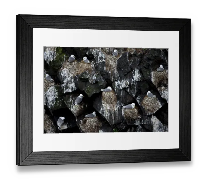 Framed Print : Kittiwake (Rissa tridactyla) colony nesting on rocks, Iceland. June