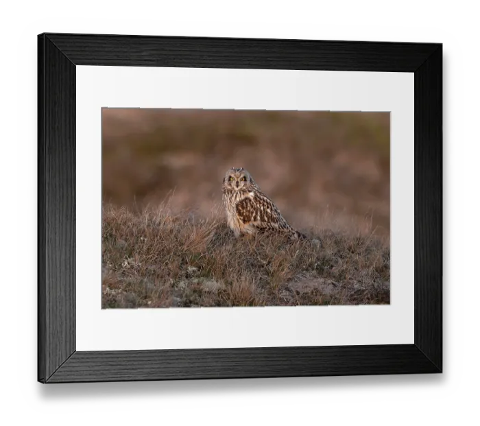 Framed Print : Short-eared owl (Asio flammeus) standing on the ground, Winterton, Norfolk, UK. February Framed Print : Short-eared owl (Asio flammeus) standing on the ground, Winterton, Norfolk, UK. February