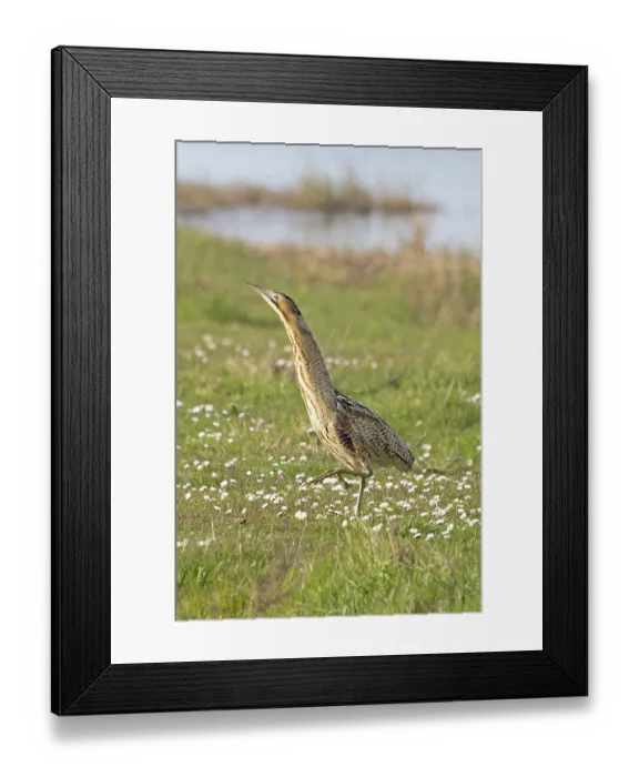 Framed Print : Bittern (Botaurus stellaris) standing on grass, Cley, Norfolk, England, UK. April Framed Print : Bittern (Botaurus stellaris) standing on grass, Cley, Norfolk, England, UK. April