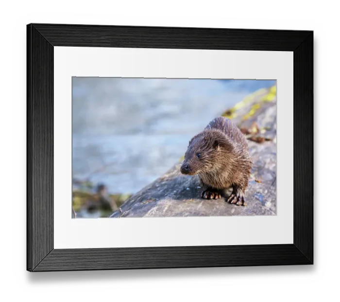 Framed Print : European otter (Lutra lutra) cub waiting on log for its mothers return, Little Ouse River, Norfolk, England, UK. February Framed Print : European otter (Lutra lutra) cub waiting on log for its mothers return, Little Ouse River, Norfolk, England, UK. February