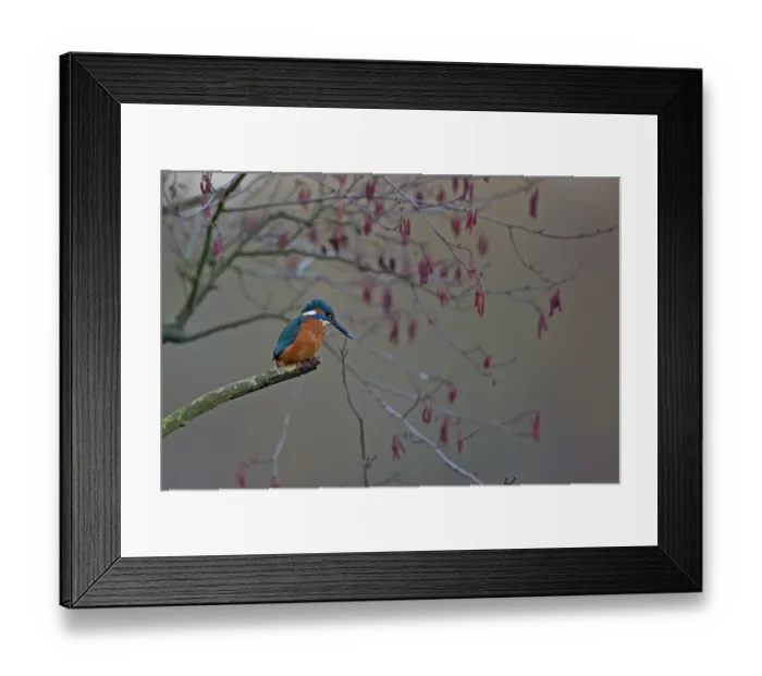 Framed Print : Common kingfisher (Alcedo atthis) perched in tree, Whitlingham Country Park, Norfolk, England, UK. February Framed Print : Common kingfisher (Alcedo atthis) perched in tree, Whitlingham Country Park, Norfolk, England, UK. February