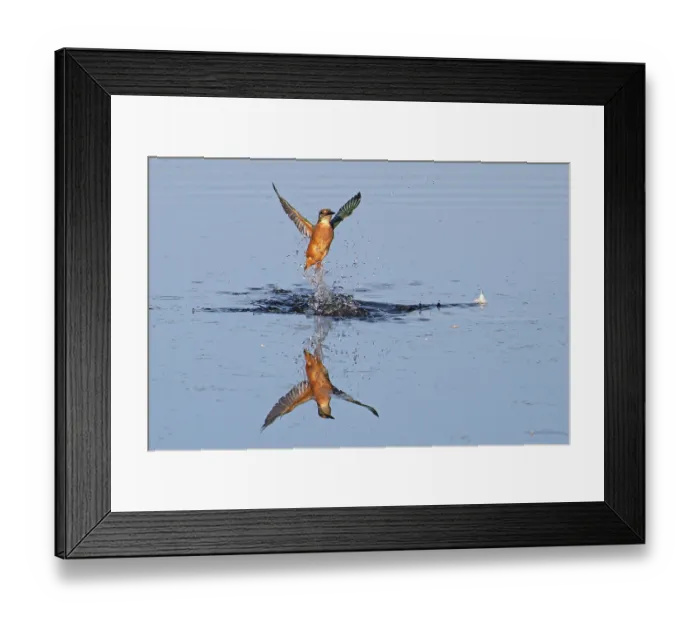 Framed Print : Common kingfisher (Alcedo atthis) taking flight from water, Norfolk, England, UK. October Framed Print : Common kingfisher (Alcedo atthis) taking flight from water, Norfolk, England, UK. October