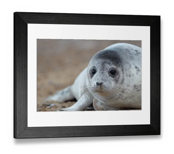 Framed Print : Grey seal (Halichoerus grypus) portrait, Norfolk England, UK. May Framed Print : Grey seal (Halichoerus grypus) portrait, Norfolk England, UK. May