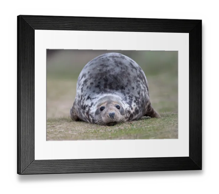 Framed Print : Grey seal (Halichoerus grypus) resting on grass, portrait, Norfolk, England, UK. December Framed Print : Grey seal (Halichoerus grypus) resting on grass, portrait, Norfolk, England, UK. December