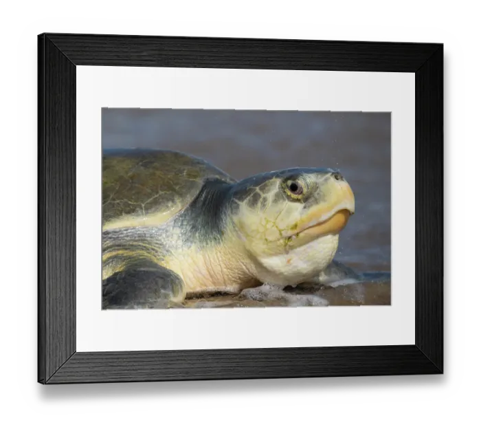 Framed Print : Kemp's ridley turtle (Lepidochelys kempii) female coming ashore to nest, Rancho Nuevo Sea Turtle Sanctuary, Tamaulipas, Mexico. Critically endangered Framed Print : Kemp's ridley turtle (Lepidochelys kempii) female coming ashore to nest, Rancho Nuevo Sea Turtle Sanctuary, Tamaulipas, Mexico. Critically endangered