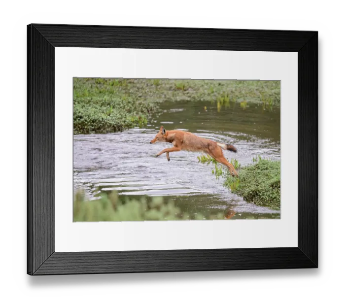 Framed Print : Ethiopian wolf (Canis simensis) jumping over stream, Bale Mountains National Park, Ethiopia. Endangered Framed Print : Ethiopian wolf (Canis simensis) jumping over stream, Bale Mountains National Park, Ethiopia. Endangered