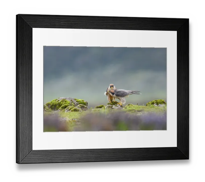 Framed Print : Lanner falcons (Falco biarmicus) pair, courtship display, Bale Mountains National Park, Ethiopia Framed Print : Lanner falcons (Falco biarmicus) pair, courtship display, Bale Mountains National Park, Ethiopia