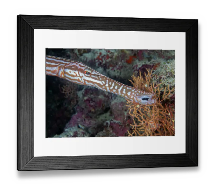 Framed Print : Chinese trumpetfish (Aulostomus chinensis) swimming over reef, Baa Atoll, Maldives, Indian Ocean Framed Print : Chinese trumpetfish (Aulostomus chinensis) swimming over reef, Baa Atoll, Maldives, Indian Ocean