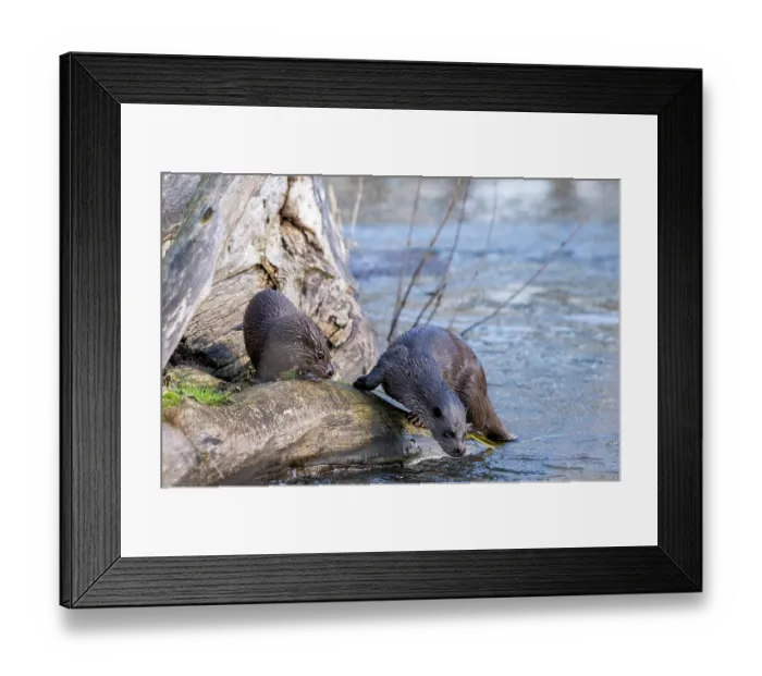 Framed Print : European otter (Lutra lutra) female and cub, on riverbank with female entering water to hunt, Little Ouse River, Norfolk, England, UK. February Framed Print : European otter (Lutra lutra) female and cub, on riverbank with female entering water to hunt, Little Ouse River, Norfolk, England, UK. February