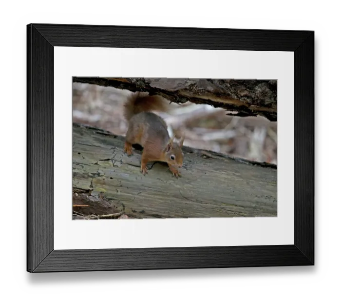 Framed Print : Red squirrel (Sciurus vulgaris) portrait, Dorset, England, UK. May Framed Print : Red squirrel (Sciurus vulgaris) portrait, Dorset, England, UK. May