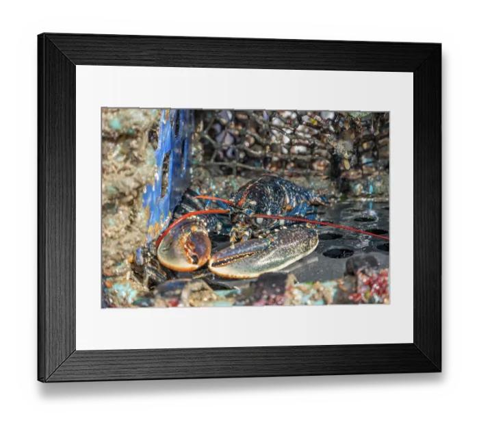 Framed Print : European lobster (Homarus gammarus) inside creel fishing pot, Falmouth Bay, Cornwall, UK. March Framed Print : European lobster (Homarus gammarus) inside creel fishing pot, Falmouth Bay, Cornwall, UK. March