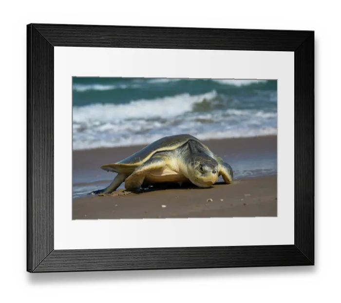 Framed Print : Kemp's ridley turtle (Lepidochelys kempii) female coming ashore to nest, Rancho Nuevo Sea Turtle Sanctuary, Tamaulipas, Mexico. Critically endangered Framed Print : Kemp's ridley turtle (Lepidochelys kempii) female coming ashore to nest, Rancho Nuevo Sea Turtle Sanctuary, Tamaulipas, Mexico. Critically endangered