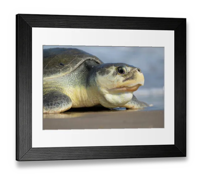 Framed Print : Kemp's ridley turtle (Lepidochelys kempii) female coming ashore to nest, Rancho Nuevo Sea Turtle Sanctuary, Tamaulipas, Mexico. Critically endangered Framed Print : Kemp's ridley turtle (Lepidochelys kempii) female coming ashore to nest, Rancho Nuevo Sea Turtle Sanctuary, Tamaulipas, Mexico. Critically endangered