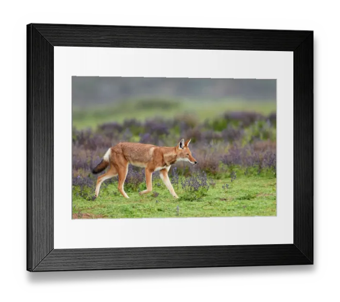 Framed Print : Ethiopian wolf (Canis simensis) walking over grassland, Bale Mountains National Park, Ethiopia. Endangered Framed Print : Ethiopian wolf (Canis simensis) walking over grassland, Bale Mountains National Park, Ethiopia. Endangered