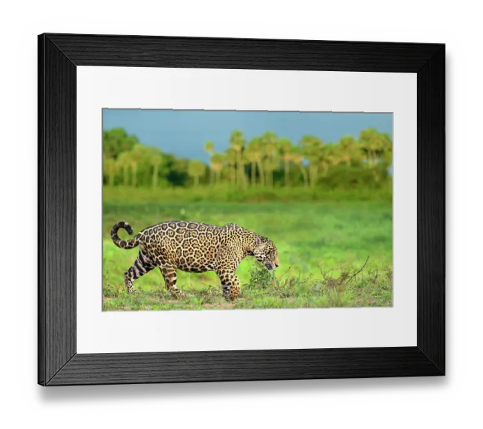 Framed Print : Jaguar (Panthera onca) male, patrolling along edge of swampland, Refugio Ecologico Caiman, Mato Grosso do Sul, Pantanal, Brazil Framed Print : Jaguar (Panthera onca) male, patrolling along edge of swampland, Refugio Ecologico Caiman, Mato Grosso do Sul, Pantanal, Brazil