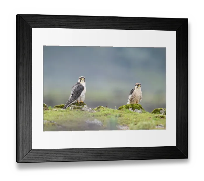 Framed Print : Lanner falcons (Falco biarmicus) pair, perched on rocks, Bale Mountains National Park, Ethiopia Framed Print : Lanner falcons (Falco biarmicus) pair, perched on rocks, Bale Mountains National Park, Ethiopia