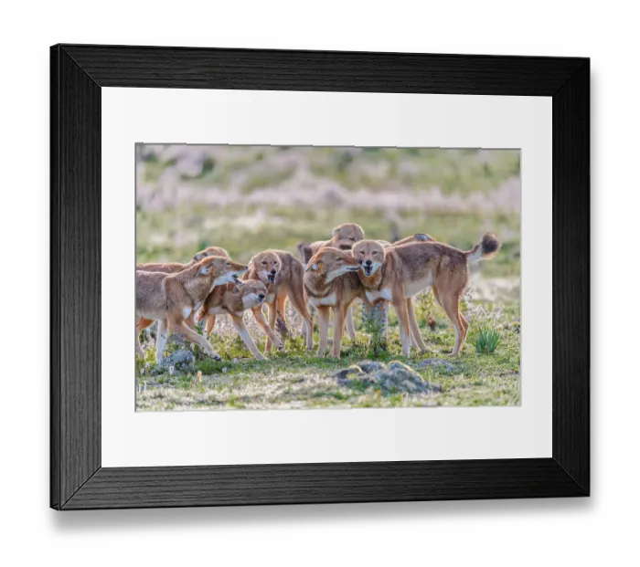 Framed Print : Ethiopian wolf (Canis simensis) pack members greeting each other in the morning, Bale Mountains National Park, Ethiopia. Endangered Framed Print : Ethiopian wolf (Canis simensis) pack members greeting each other in the morning, Bale Mountains National Park, Ethiopia. Endangered