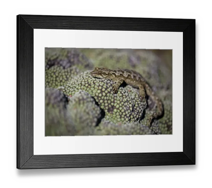 Framed Print : Cascade gecko (Mokopirirakau 'Cascades') resting on Vegetable sheep (Raoulia sp.) on mountainside, Haast Range, West Coast, New Zealand Framed Print : Cascade gecko (Mokopirirakau 'Cascades') resting on Vegetable sheep (Raoulia sp.) on mountainside, Haast Range, West Coast, New Zealand