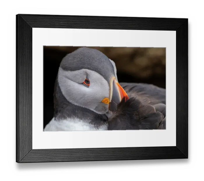 Framed Print : Atlantic puffin (Fratercula arctica) preening close up, Skomer Island, Pembrokeshire, Wales, UK. April Framed Print : Atlantic puffin (Fratercula arctica) preening close up, Skomer Island, Pembrokeshire, Wales, UK. April