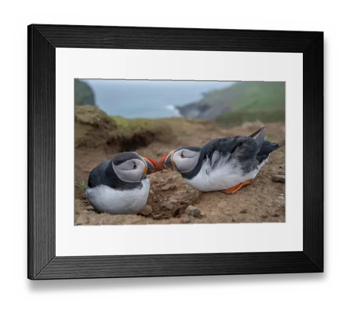 Framed Print : Atlantic puffins (Fratercula arctica) pair at nest burrows showing courtship behavior, Skomer Island, Pembrokeshire, Wales, UK. April Framed Print : Atlantic puffins (Fratercula arctica) pair at nest burrows showing courtship behavior, Skomer Island, Pembrokeshire, Wales, UK. April