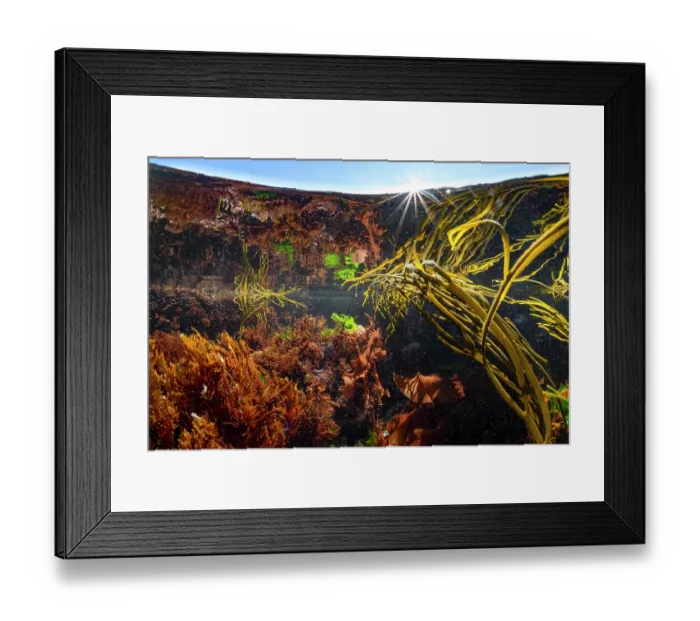 Framed Print : Mixed algae species including invasive Harpoon weed (Asparagopsis armata) and Sea spaghetti (Himanthalia elongata) in a rockpool, Falmouth, Cornwall, UK. March