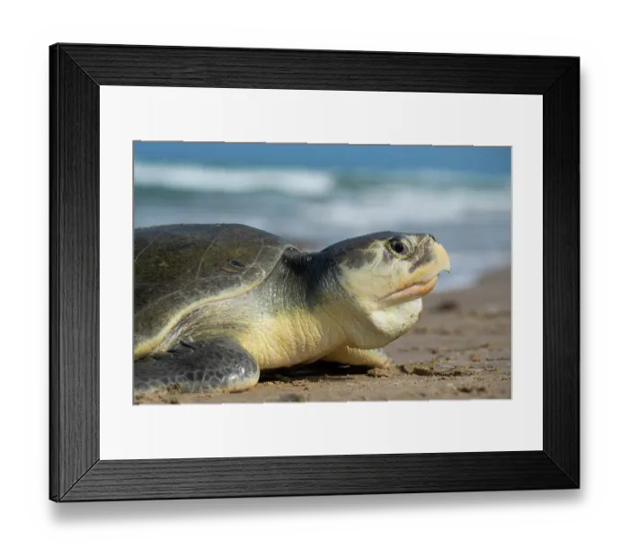 Framed Print : Kemp's ridley turtle (Lepidochelys kempii) female coming ashore to nest, Rancho Nuevo Sea Turtle Sanctuary, Tamaulipas, Mexico. Critically endangered Framed Print : Kemp's ridley turtle (Lepidochelys kempii) female coming ashore to nest, Rancho Nuevo Sea Turtle Sanctuary, Tamaulipas, Mexico. Critically endangered