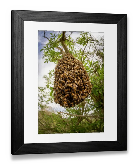 Framed Print : Swarm of Honey bees (Apis mellifera) in an Elder tree (Sambucus nigra), Stroud, Gloucestershire, UK. May