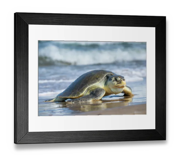 Framed Print : Kemp's ridley turtle (Lepidochelys kempii) female coming ashore to nest, Rancho Nuevo Sea Turtle Sanctuary, Tamaulipas, Mexico. Critically endangered Framed Print : Kemp's ridley turtle (Lepidochelys kempii) female coming ashore to nest, Rancho Nuevo Sea Turtle Sanctuary, Tamaulipas, Mexico. Critically endangered