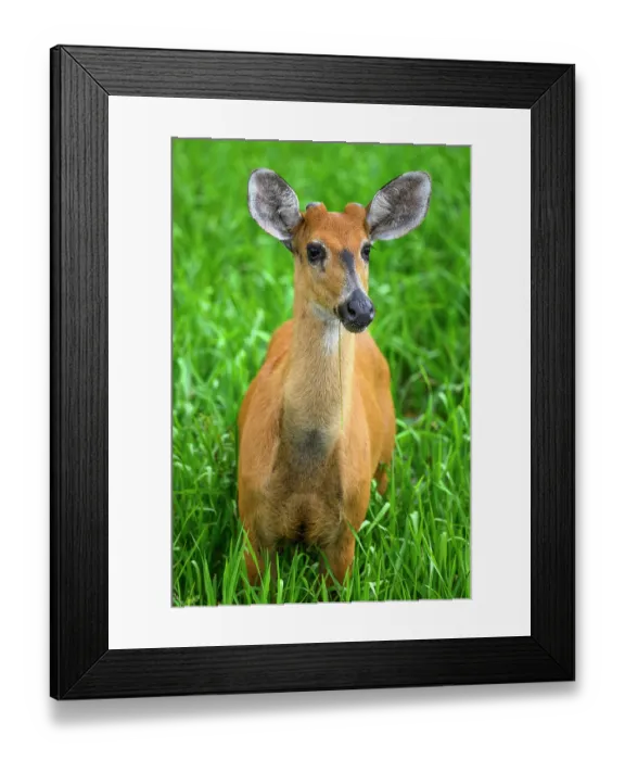 Framed Print : Marsh deer (Blastocerus dichotomus) juvenile male, standing in swampland vegetation, Refugio Ecologico Caiman, Mato Grosso do Sul, Pantanal, Brazil Framed Print : Marsh deer (Blastocerus dichotomus) juvenile male, standing in swampland vegetation, Refugio Ecologico Caiman, Mato Grosso do Sul, Pantanal, Brazil
